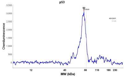 Simple Western: p53 Antibody (CL2199) [NBP2-34495]