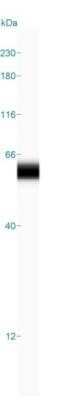 Simple Western: p53 Antibody (DO-7)Azide and BSA Free [NBP2-34605]