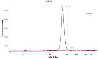Simple Western: p53 Antibody (DO-7)Azide and BSA Free [NBP2-34605]