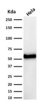 Western Blot: p53 Antibody (DO-7) [NBP2-34308]