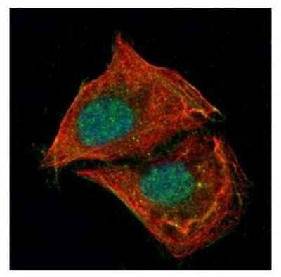 Immunocytochemistry/ Immunofluorescence: p53 Antibody [NBP2-19667]