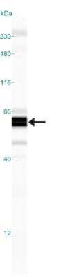 Simple Western: p53 Antibody (OTI5E2)Azide and BSA Free [NBP2-73200]