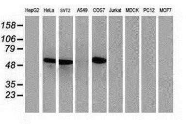 Western Blot: p53 Antibody (OTI5E2)Azide and BSA Free [NBP2-73200]