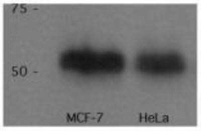 Western Blot: p53 Antibody (PAb 240)Azide and BSA Free [NBP2-80898]