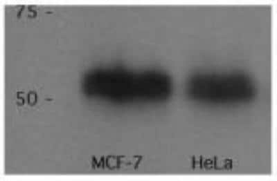 Western Blot: p53 Antibody (PAb 240)BSA Free [NB200-103]