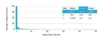Protein Array: p53 Antibody (PAb122) - Azide and BSA Free [NBP2-59625]