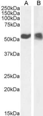 Western Blot: p53 Antibody (PAb421)ChimericAzide and BSA Free [NBP2-62555]