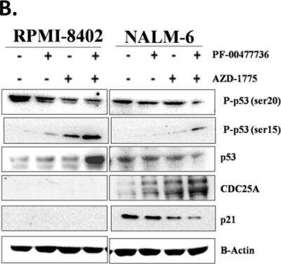 Western Blot: p53 Antibody (Pab DO-1)BSA Free [NBP2-50538]