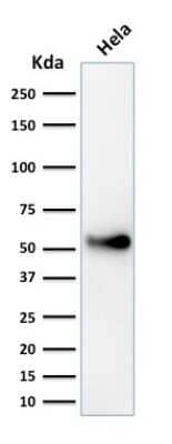 Western Blot: p53 Antibody (SPM589)Azide and BSA Free [NBP2-34817]