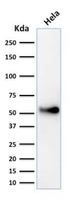 Western Blot: p53 Antibody (SPM589) [NBP2-32891]