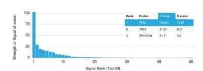 Protein Array: p53 Antibody (TP53/1799R) - Azide and BSA Free [NBP2-59632]