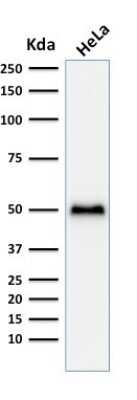 Western Blot: p53 Antibody (TP53/1799R)Azide and BSA Free [NBP2-59632]