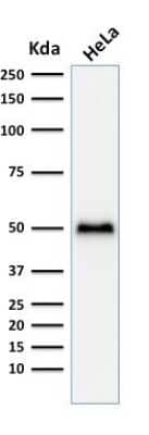 Western Blot: p53 Antibody (TP53/1799R) [NBP2-59631]