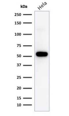 Western Blot: p53 Antibody (TP53/1799R) [NBP2-59631]