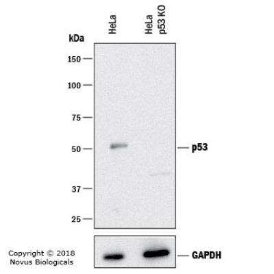 Knockout Validated: p53 Antibody (TRP/816) - Azide and BSA Free [NBP2-59628]