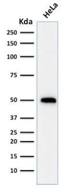 Western Blot: p53 Antibody (TRP/816)Azide and BSA Free [NBP2-59628]
