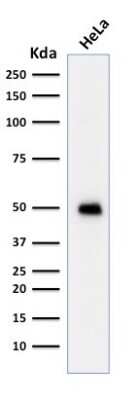Western Blot: p53 Antibody (TRP/817) [NBP2-44982]