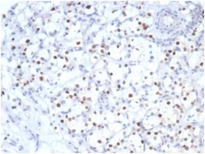 Immunohistochemistry-Paraffin: p57 Kip2 Antibody (KIP2/7083R) [NBP3-13832]