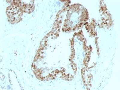 Immunohistochemistry-Paraffin: p57 Kip2 Antibody (KIP2/880) - Azide and BSA Free [NBP2-47766]