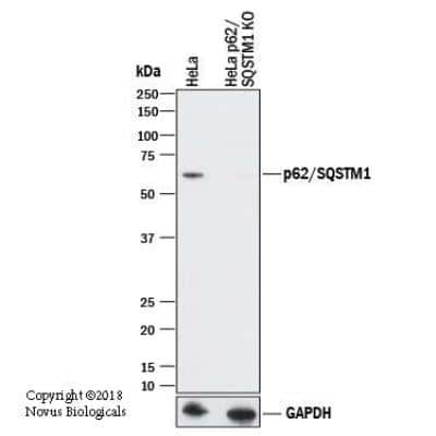 Knockout Validated: p62/SQSTM1 Antibody - BSA Free [NBP1-42822]