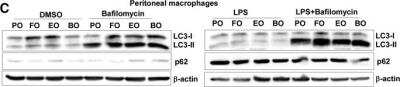 Western Blot: p62/SQSTM1 AntibodyBSA Free [NBP1-48320]