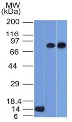 Western Blot: p63/TP73L Antibody (TP63/1786)Azide and BSA Free [NBP3-08734]