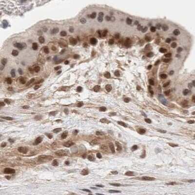 Immunohistochemistry-Paraffin: p66 alpha Antibody [NBP1-87360]