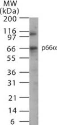 Western Blot: p66 alpha Antibody [NB100-56643]