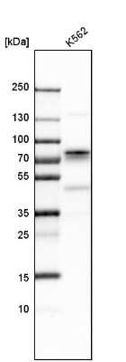 Western Blot: p66 alpha Antibody [NBP1-87359]