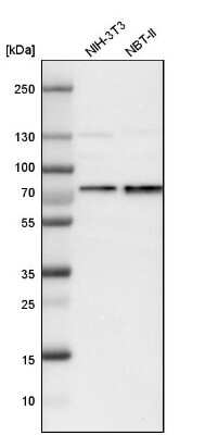 Western Blot: p66 alpha Antibody [NBP1-87359]