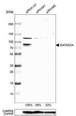 Western Blot: p66 alpha Antibody [NBP1-87360]