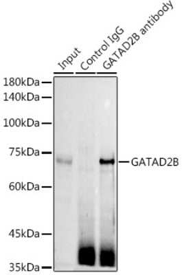 Immunoprecipitation: p66 beta Antibody - BSA Free [NBP2-93311]