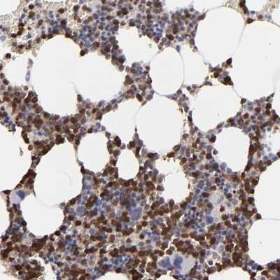 Immunohistochemistry-Paraffin: p67phox/NOXA2 Antibody [NBP1-82543]
