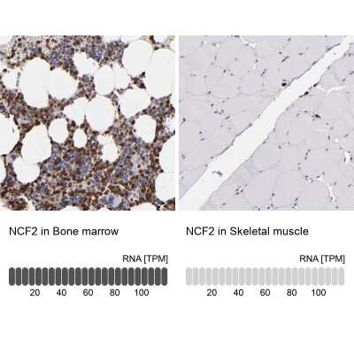 Immunohistochemistry-Paraffin: p67phox/NOXA2 Antibody [NBP1-82543]