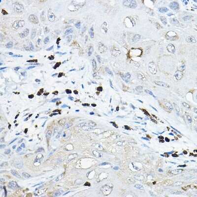Immunohistochemistry-Paraffin: p67phox/NOXA2 Antibody - BSA Free [NBP2-94271]