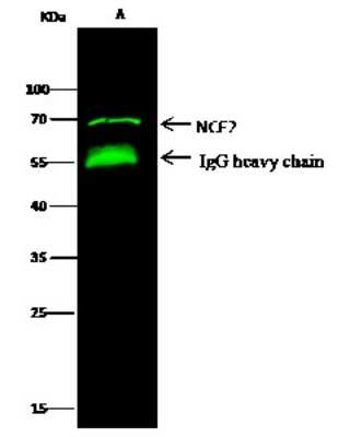 Immunoprecipitation: p67phox/NOXA2 Antibody [NBP2-97097]