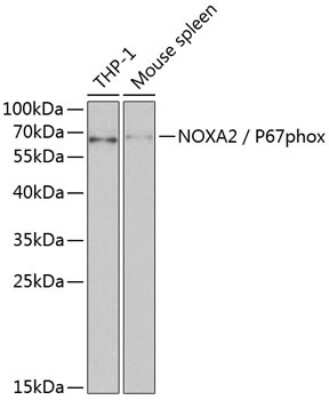 Western Blot: p67phox/NOXA2 AntibodyBSA Free [NBP2-94271]