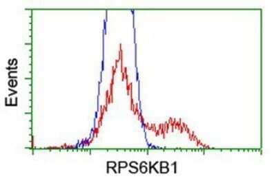 Flow Cytometry: p70 S6 Kinase/S6K Antibody (OTI1G4) - Azide and BSA Free [NBP2-73209]