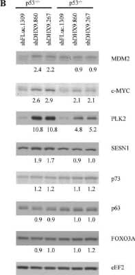 Western Blot: p73 Antibody (5B429)BSA Free [NBP2-24737]