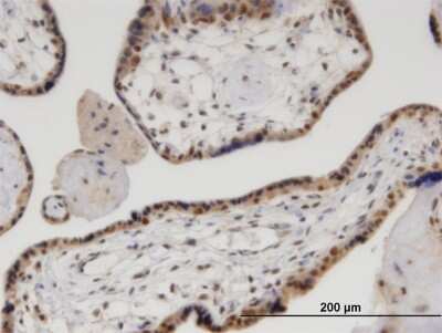 Immunohistochemistry-Paraffin: p97/VCP Antibody (4A8) [H00007415-M03]