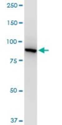 Western Blot: p97/VCP Antibody (4A8) [H00007415-M03]