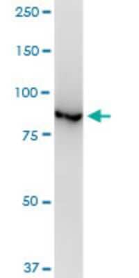 Western Blot: p97/VCP Antibody (4A8) [H00007415-M03]