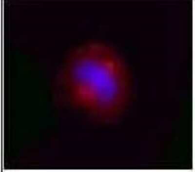 Immunocytochemistry/ Immunofluorescence: p97/VCP Antibody (4G9) - BSA Free [NBP1-39850]