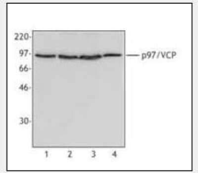 Western Blot: p97/VCP Antibody (4G9)BSA Free [NBP1-39850]