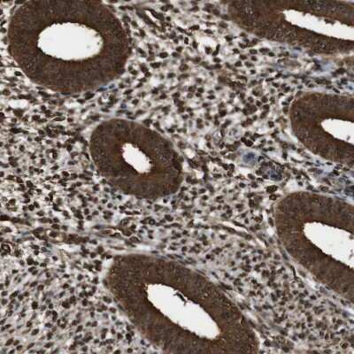 Immunohistochemistry-Paraffin: p97/VCP Antibody [NBP1-81619]