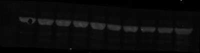 Western Blot: p97/VCP Antibody [NB100-1557]