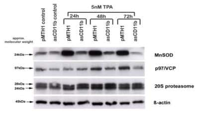 Western Blot: p97/VCP Antibody [NB100-1558]