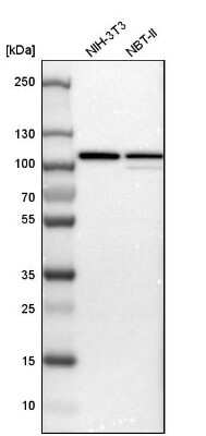 Western Blot: p97/VCP Antibody [NBP1-81620]