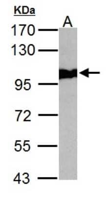 Western Blot: p97/VCP Antibody [NBP2-15162]