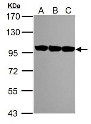Western Blot: p97/VCP Antibody [NBP2-15162]